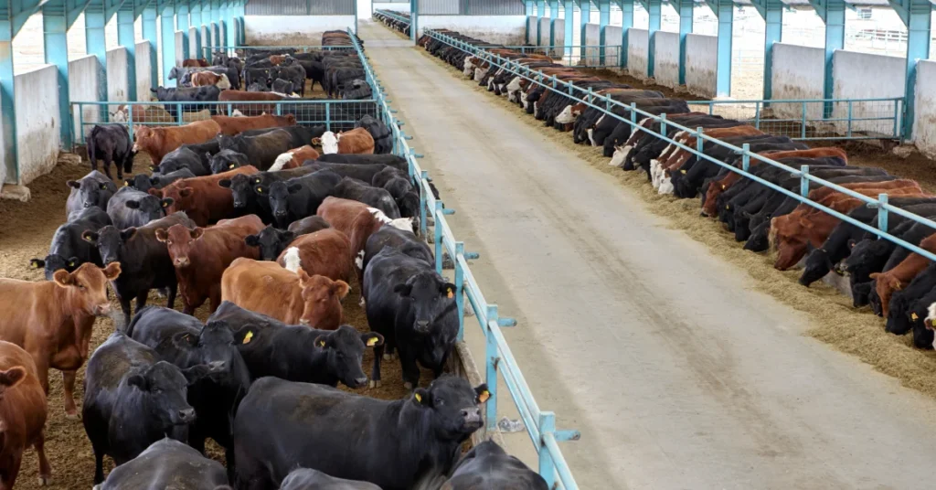 Animal nutrition is one of the most important elements of successful feedlot management. Cattle require carefully designed diets that provide the right balance of energy, protein, minerals, and other nutrients necessary for healthy growth.