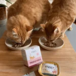 chats-probiotiques_1000x