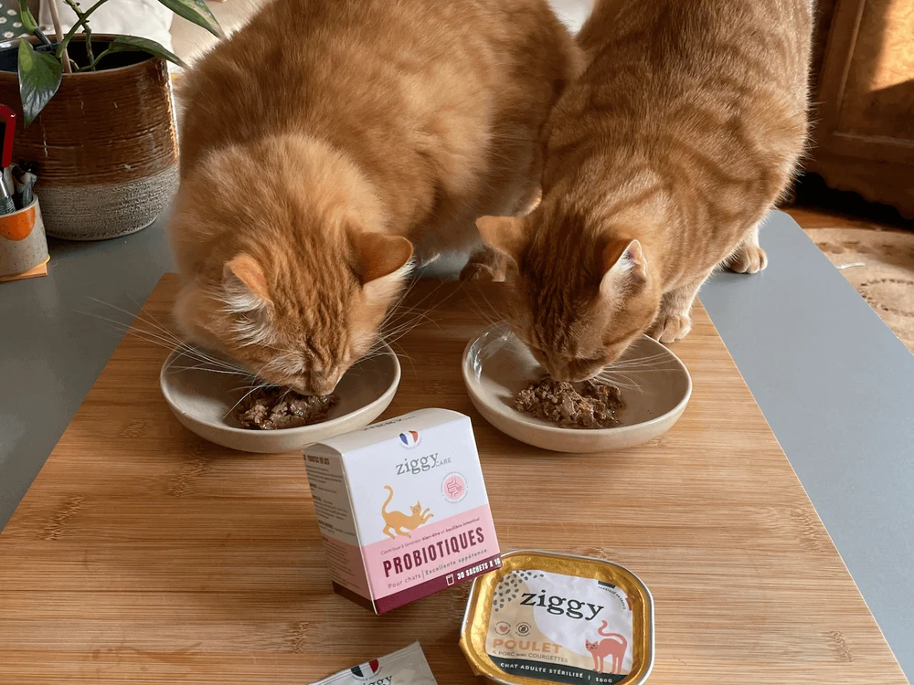 chats-probiotiques_1000x