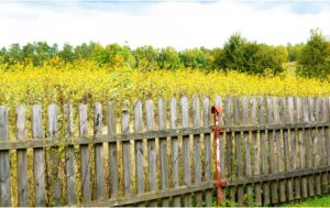 Cypress Fencing
