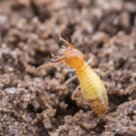 Termite Risk Factors Melbourne Homeowners Should Check Around the Property