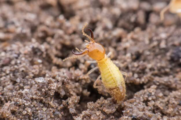 Termite Risk Factors Melbourne Homeowners Should Check Around the Property